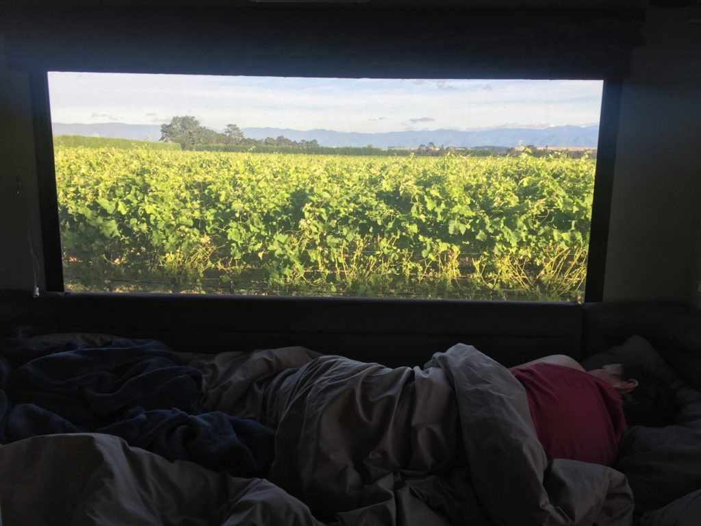 Waking up amongst the vines...