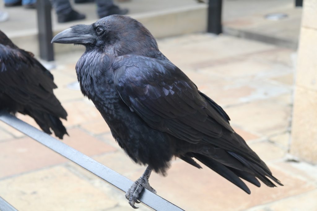 Ravens at the Tower of London