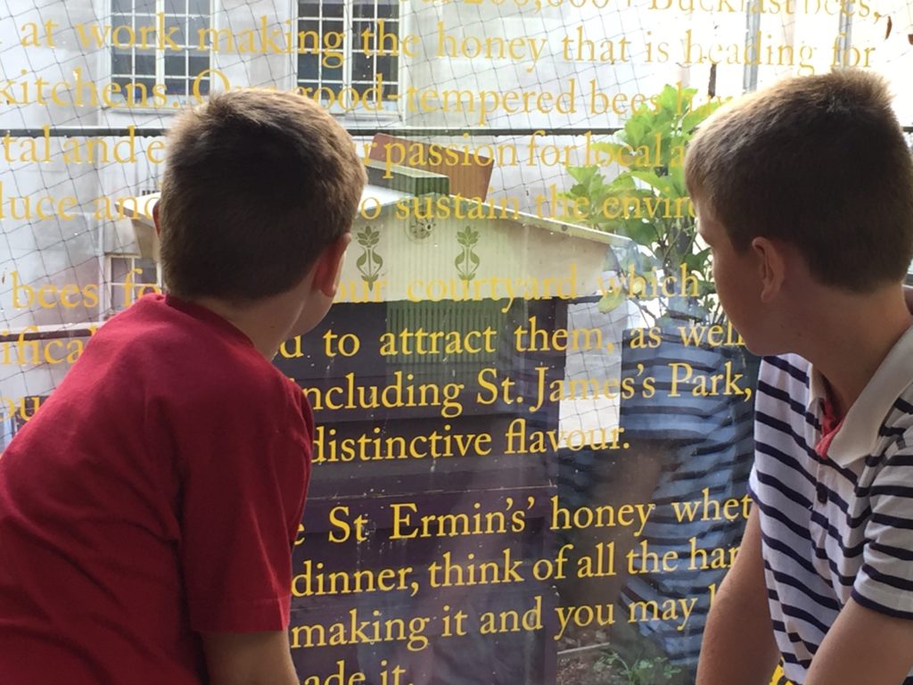 Admiring the bee hives at the St. Ermin's Hotel