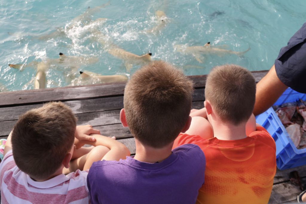 Shark feeding at Constance Haleveli