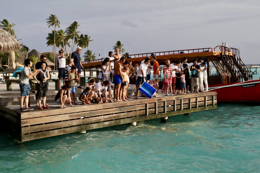 Shark feeding Constance Haleveli Maldives