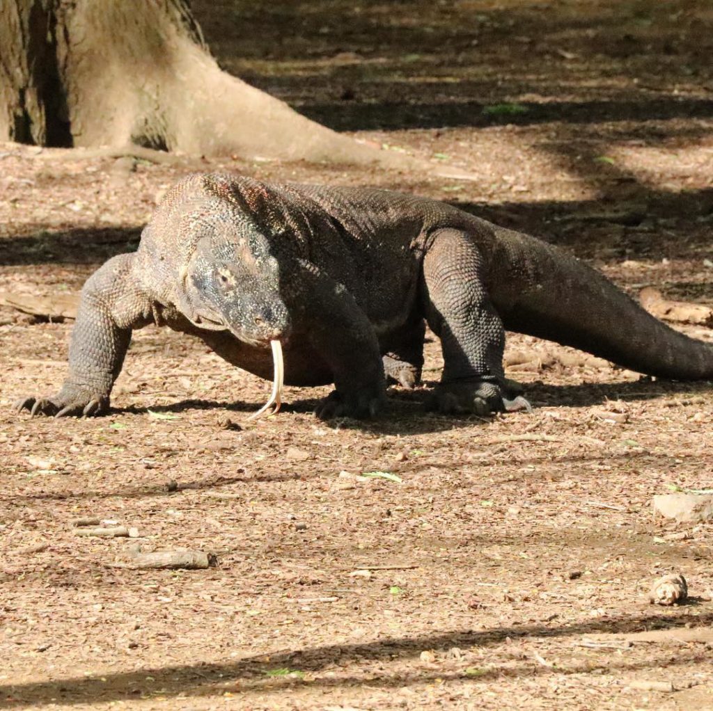 Seeing Komodo dragons in Komodo National Park in Indonesia