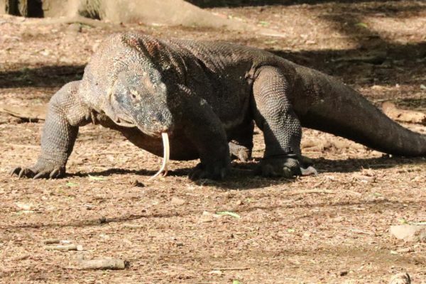 Seeing Komodo dragons in Komodo National Park in Indonesia