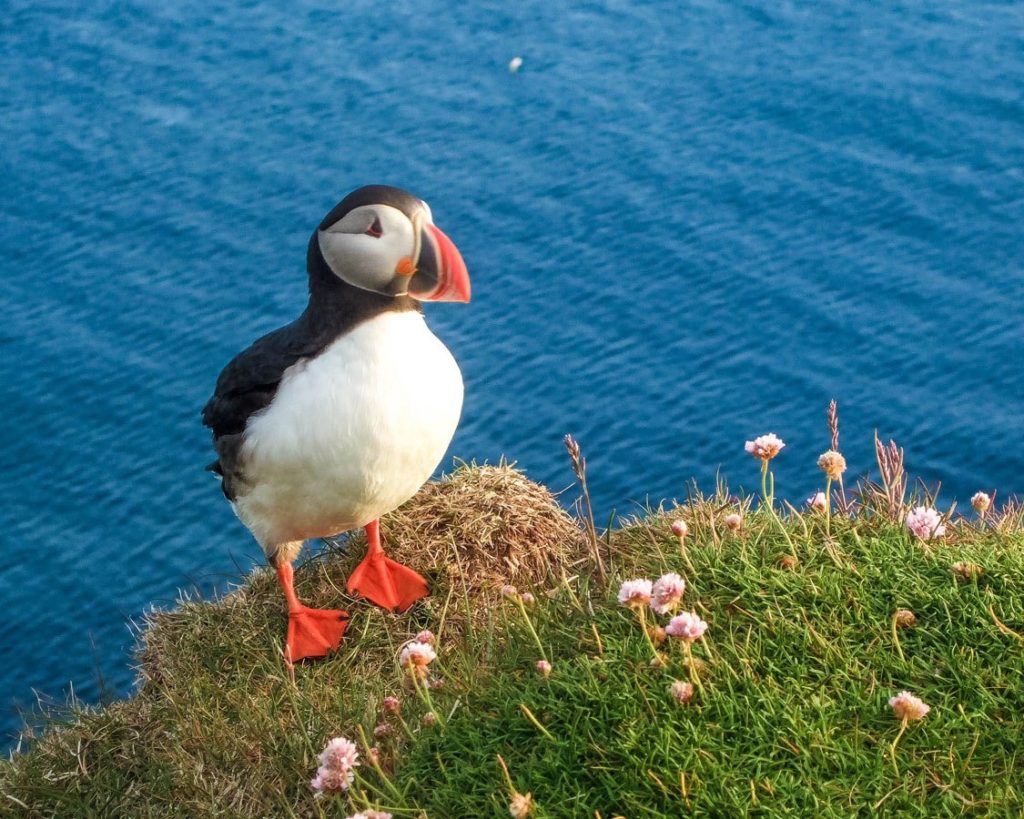 Hiking the Latrabjarg bird cliffs in Iceland