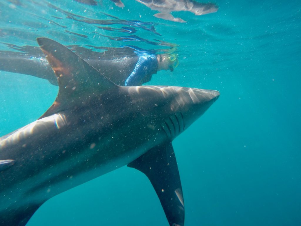 Swimming with Oceanic Black Tip sharks near Durban in South Africa