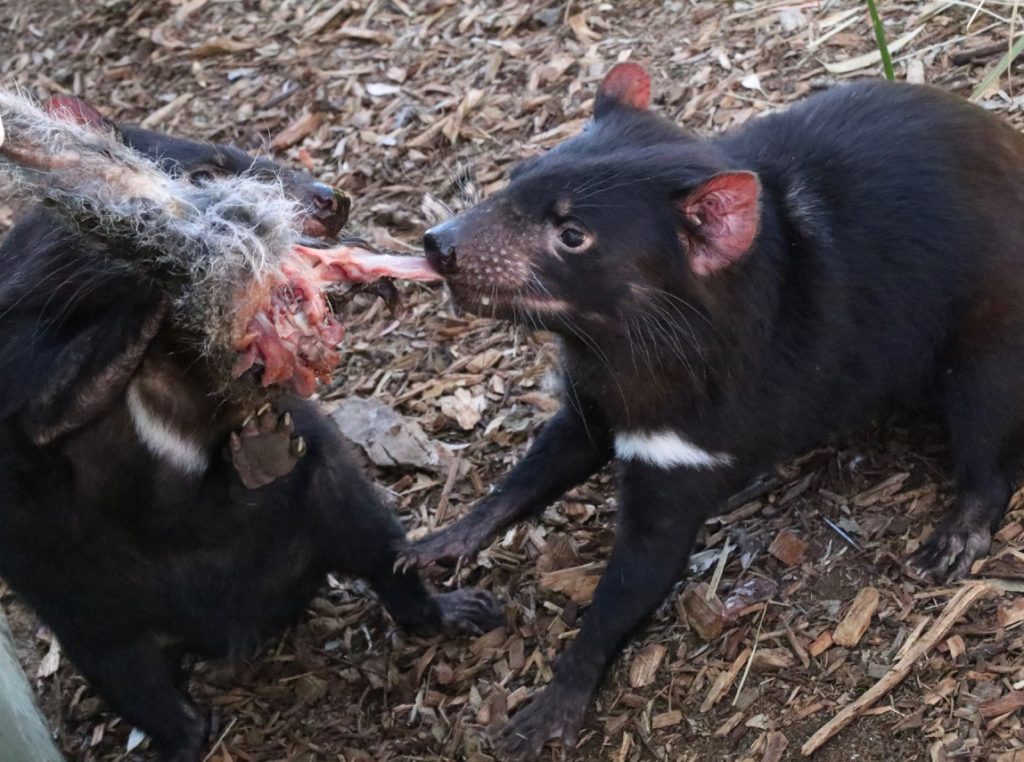 Feeding Tasmanian Devils a leg of meat at Bonorong Wildlife Sanctuary Tasmania