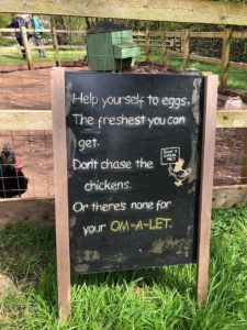 Collecting eggs at Hidden Valley Yurts in Monmouthshire