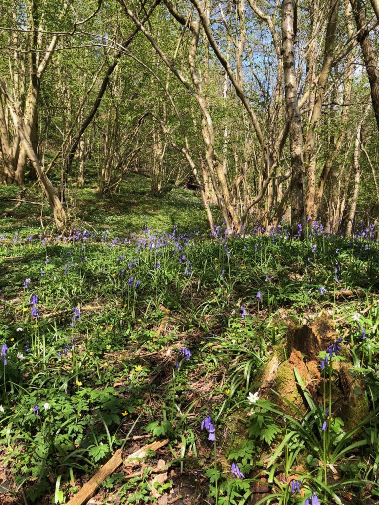 Ancient woodland at Hidden Valley Yurts