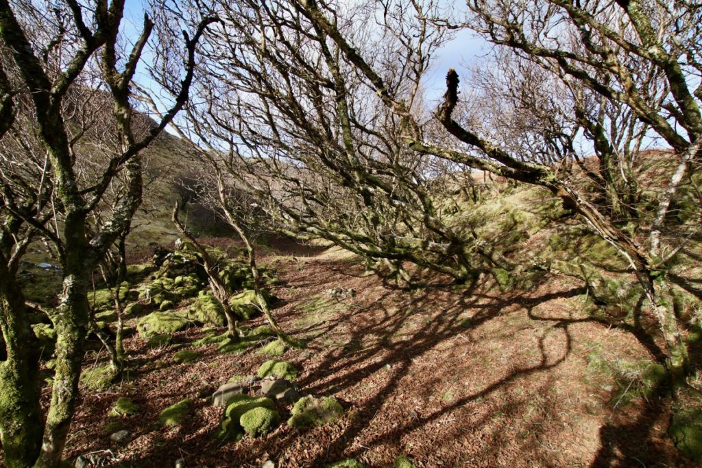 Gnarly moss covered trees at the Fairy Glen, Skye