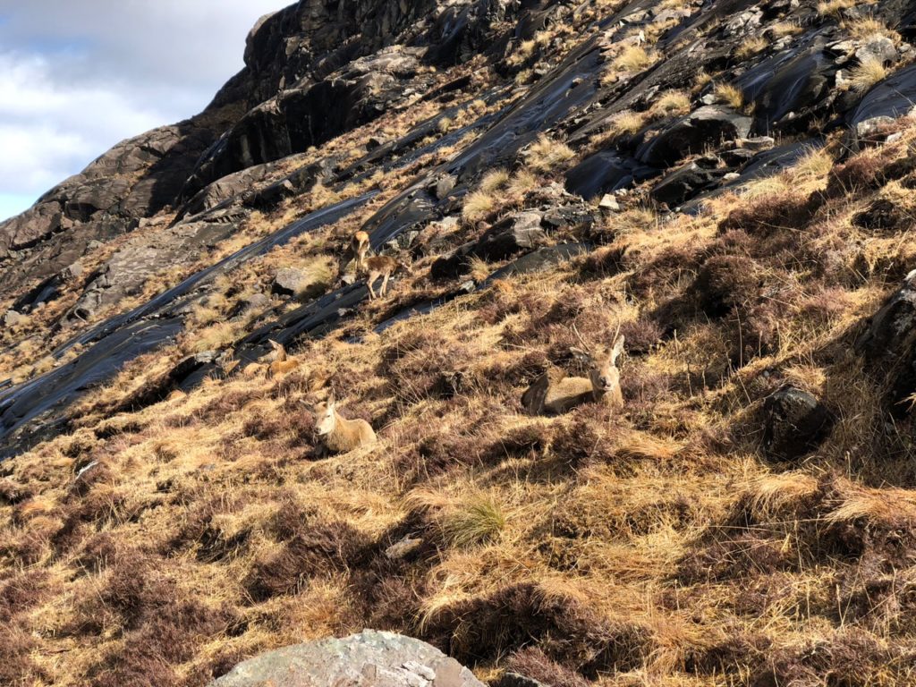 Red deer watching us at Loch Coruisk