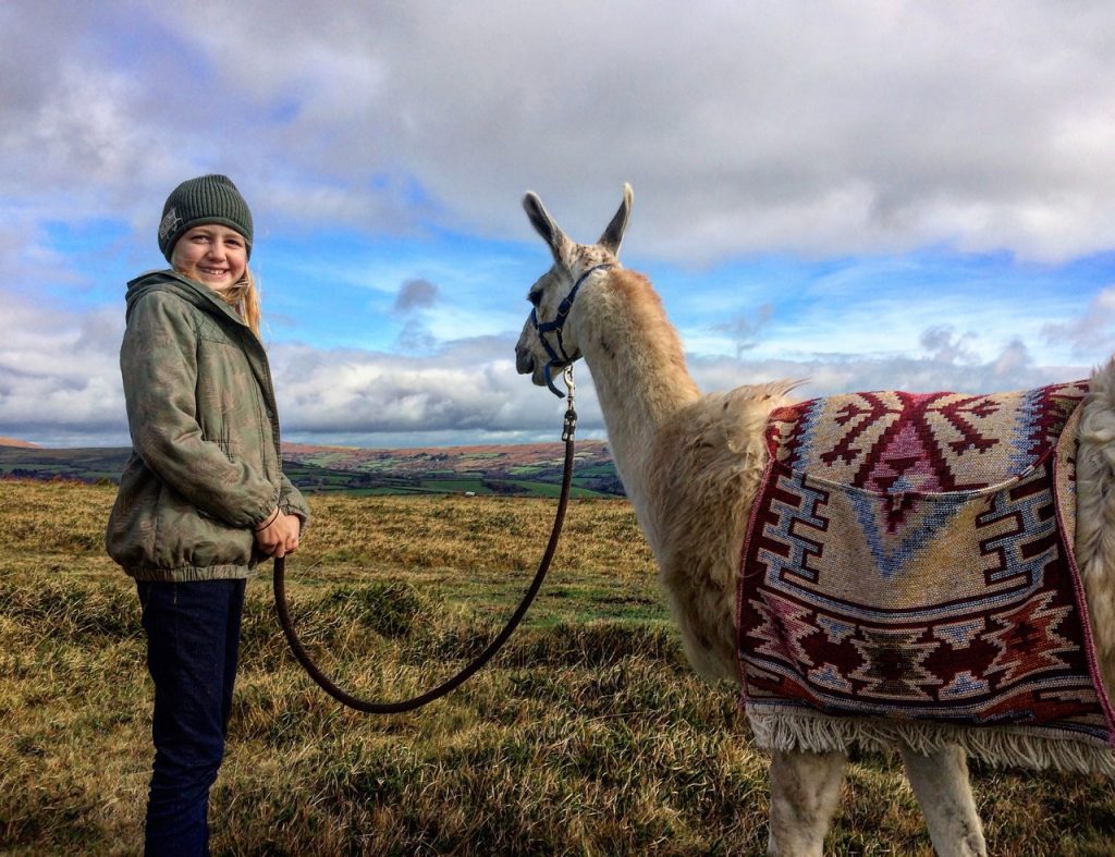 Hiking on Dartmoor with a lama
