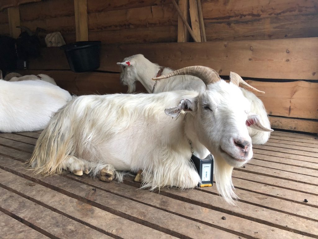 The Mt Floyen goats in Bergen
