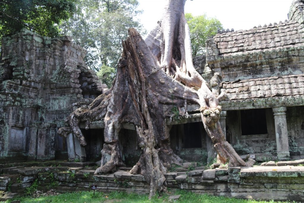 Trees growing out of Preah Khan at Angkor, Cambodia