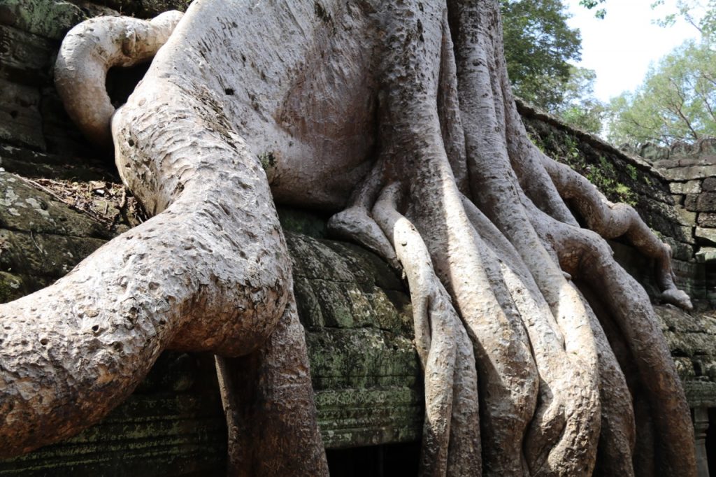 Ta Prohm in the ancient city of Angkor in Cambodia - trees growing through the walls!