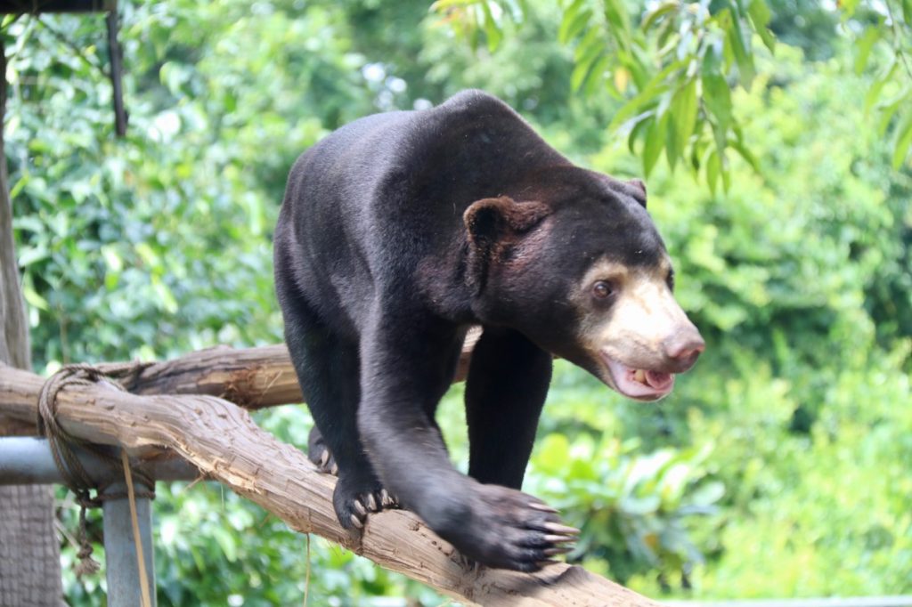 Sun Bear at Phnom Tamao Wildlife Park in Cambodia