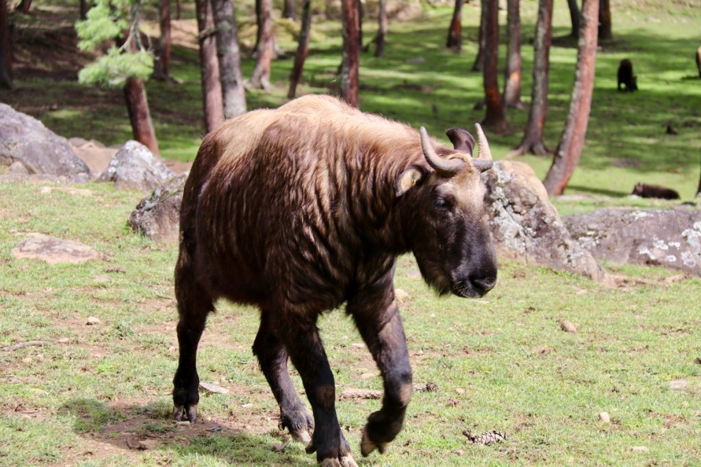 A takin, the national animal of Bhutan ( a cross between a cow and a goat!)