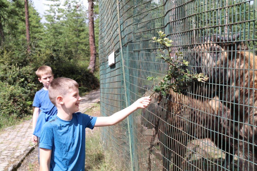 Feeding the takin thorny bushes in Thimphu