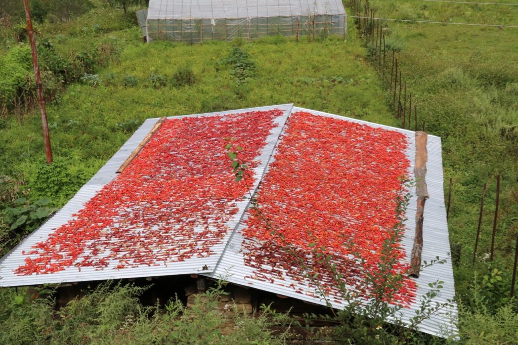 Chilies drying in the sun in Bhutan