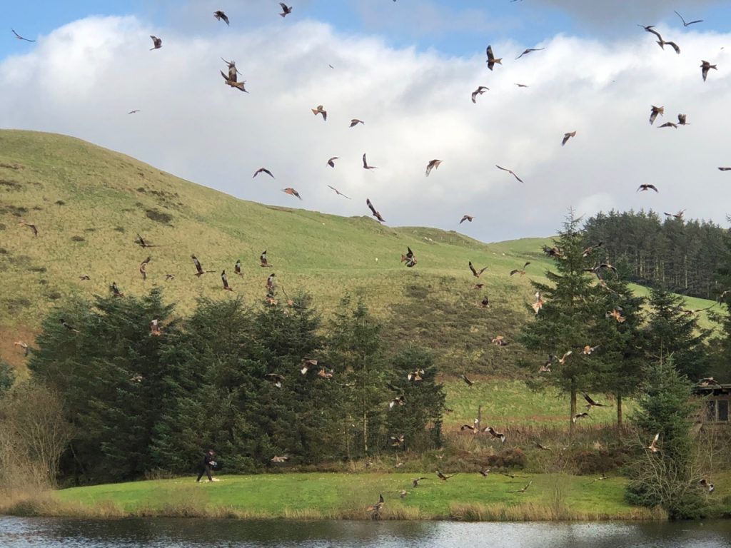 Red Kite feeding at Nant yr Arian Nature Reserve in West Wales