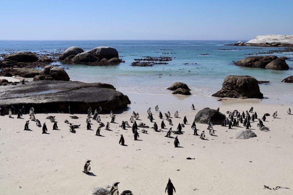 Boulders Beach near Cape Town