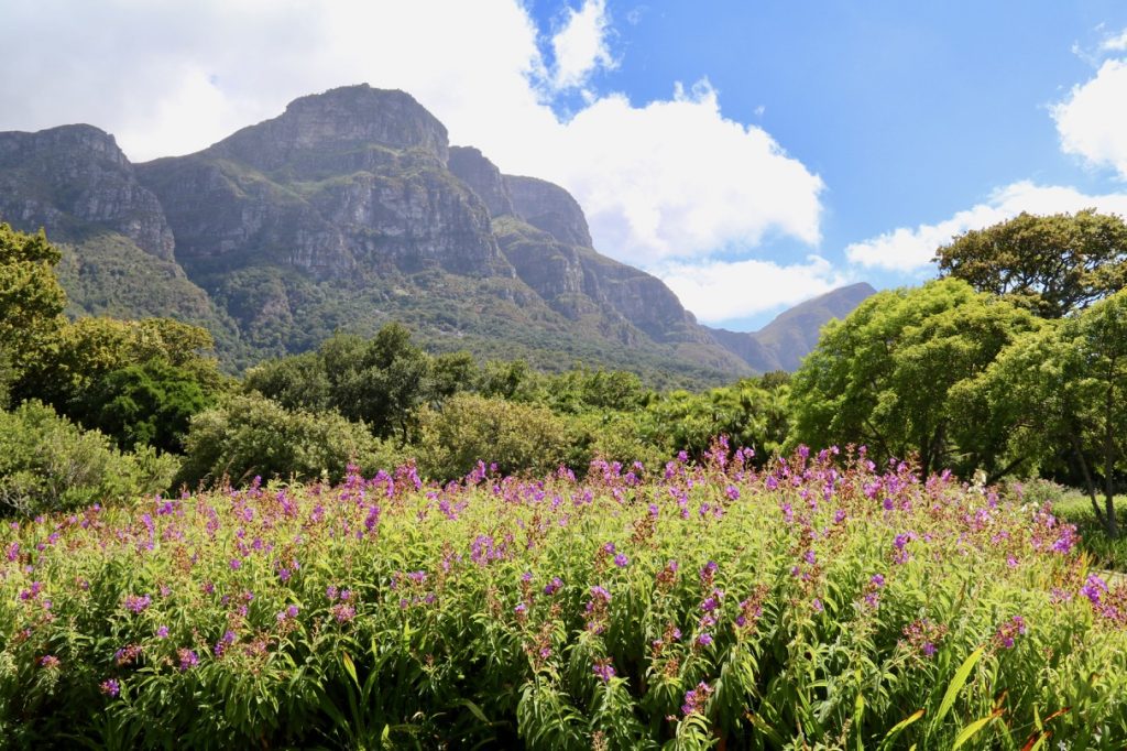 Kirstenbosch Botanical Gardens in Cape Town