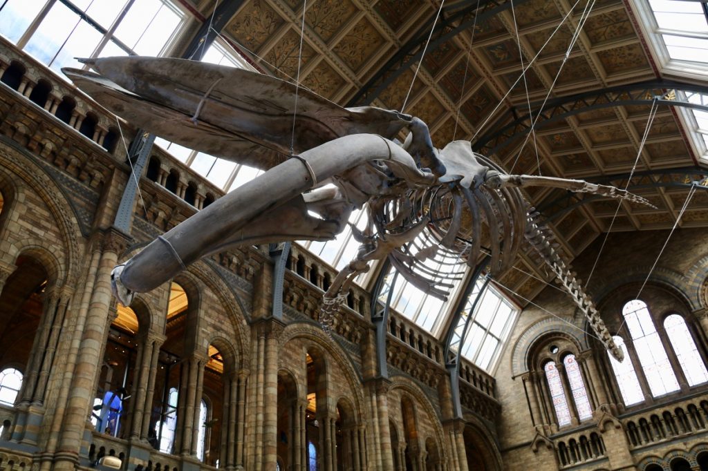The blue whale skeleton at the Natural History Museum in London