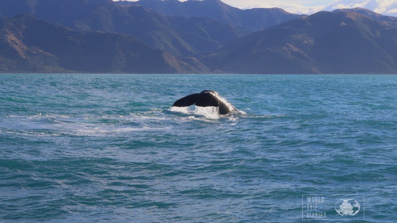 Whale watching in Kaikoura in New Zealand