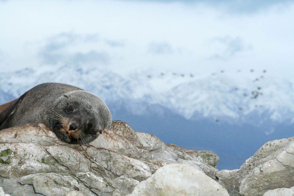 Seals in Kaikoura in New Zealand