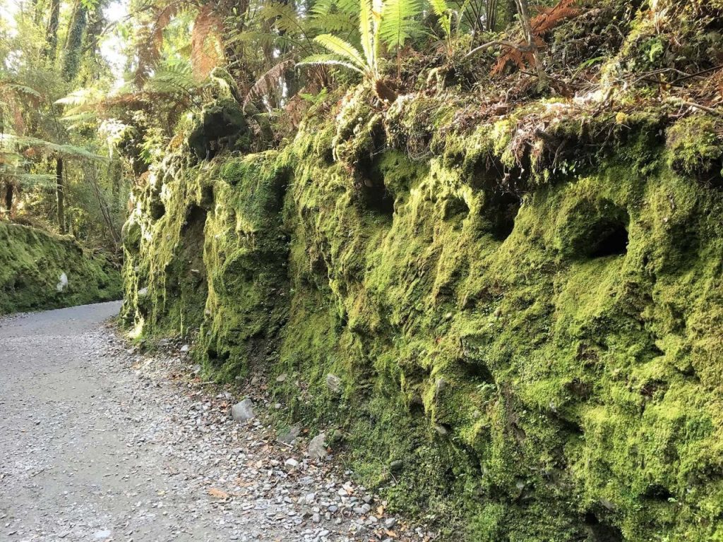 Searching for glow worms in New Zealand