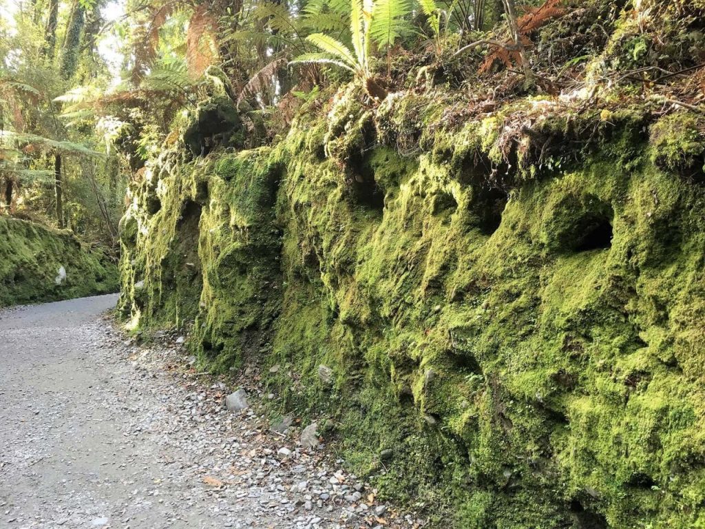 Searching for glow worms in New Zealand