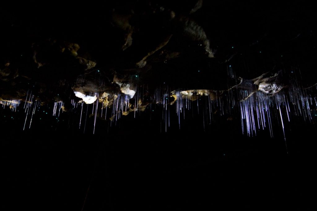 Waitomo Caves New Zealand