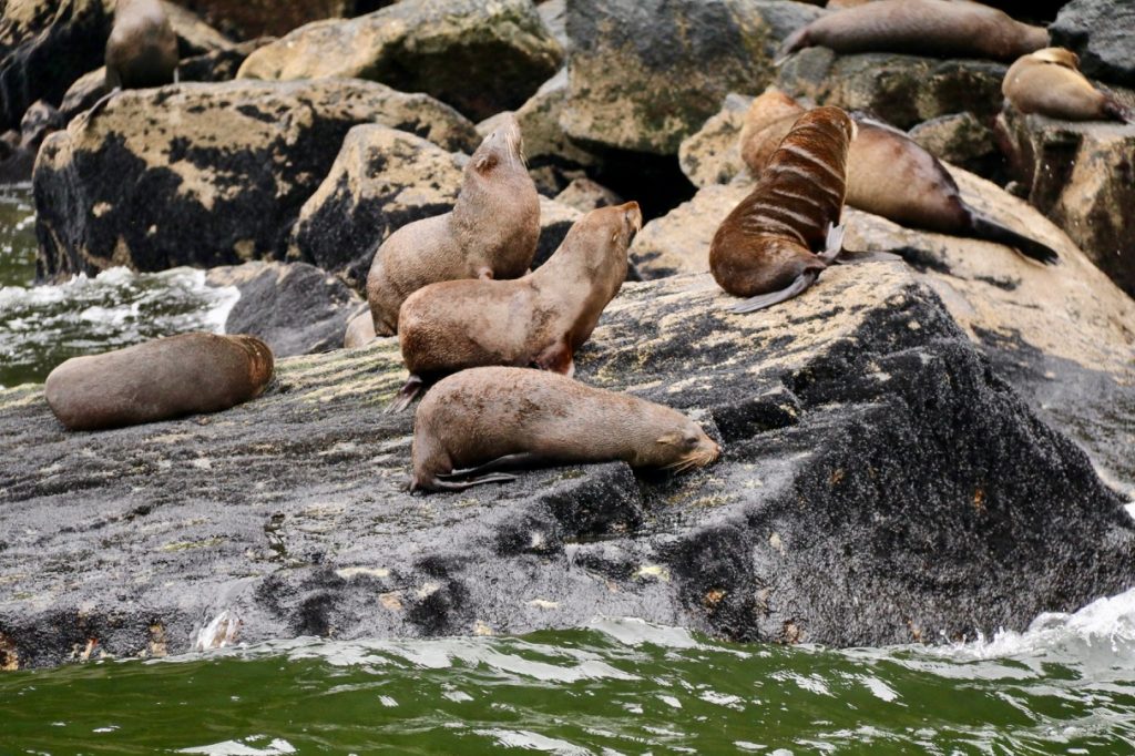 Fur seals in Milford Sound