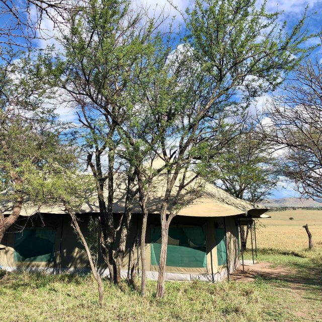 So onwards to the Serengeti, a huge National Park in Tanzania. We spent four days in the north of the Serengeti as this is where the best wildlife is this time of year. And what an amazing experience. .
Our home was this safari tent. No fences between us and the animals, just some canvas! On our first night a herd of elephants 🐘 were in the camp, one of whom was scratching herself on our tent!! You can imagine we got very little sleep 💤 🤣. We had a walkie talkie in the tent to talk to the camp staff (you can’t leave the tent alone at night) who calmly told us there was nothing to worry about and the elephants were camp security for the night!! What an introduction to bush camping ⛺️. .
The elephants didn’t visit again but every night we could hear animals. Lions 🦁 roaring, hyenas laughing and zebras 🦓. More unbelievable experiences that travel brings.
.
Have you ever stayed in a bush camp? Did you enjoy the sounds of the bush at night?
.
.
.
#serengetinationalpark #serengeti #tanzaniasafari #safariafrica #bushcamp #loveafrica #visittanzania #animalsofafrica #safaritanzania #lovesafari #beautifuldestinations #lovelysquares #fearlessfamtrav #ourtribetravels #lpkids #wanderlustmomblogger #familytravel #travelmadfam #traveljunkies #adventurekids #goadventuretogether #neverstopexploring #exploringnaturewithchildren #exploringfamilies #parentswhowander #myfamilywanderlust #mumofboys #worldschooling #travelasmuchasyoucan #thegreatoutdoors