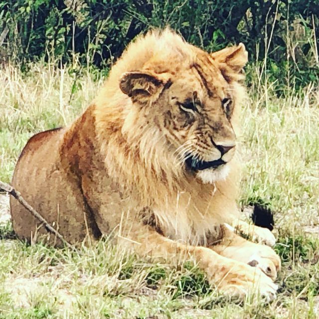 Many of you guessed where we spent the last couple of weeks. Tanzania 🇹🇿 in Africa. So prepare for some animal spamming 🤣
.
Ngorongoro Crater was our first safari experience and WOW! It’s a spectacular location, an extinct caldera in the Rift Valley, with an abundance of wild animals 🦁 🐘 🦓.
.
The journey down into the caldera is a bumpy affair, down the side of the caldera in a safari truck. Once down it seems as if you’re in a movie, with animals everywhere! If you want to see loads of wildlife easily this is the place to go.
.
The highlight for us was the five prides of lion 🦁 that we saw all within one day. This majestic male was so close. Seeing lions up close can be a little scary but it’s an amazing experience. They are definitely ‘king’ of the animal world.
.
.
.
#ngorongorocrater #ngorongoronationalpark #tanzania🇹🇿 #tanzaniasafari #visittanzania #animalsofafrica #wildanimals #safariafrica #safaritanzania #safarilive #beautifuldestinations #lovelysquares #fearlessfamtrav #ourtribetravels #wanderlustmomblogger #lpkids #parentswhowander #travelmadfam #traveljunkies #travelfamily #adventurekids #exploringfamilies #mumofboys #goadventuretogether #takeyourkidseverywhere #neverstopexploring #familytravel #travelasmuchasyoucan #myfamilywanderlust #exploringnaturewithchildren
